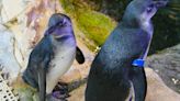 Audubon Aquarium names two recently hatched African penguin chicks