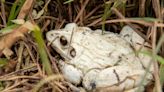 Team led by DU prof find frog with full leucism, 1st recorded case in India