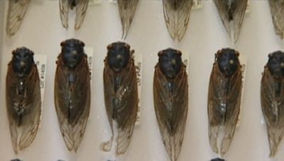 You've heard about the 2 cicadas broods emerging in Illinois this year. There's 3rd set coming, too
