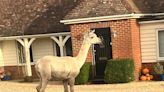 Alpaca terrorising Sussex village ‘just looking for a friend’