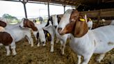 Texas appetite for goat meat growing