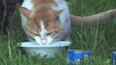 Man experiencing homelessness raises money to help injured stray cat - The Sprint