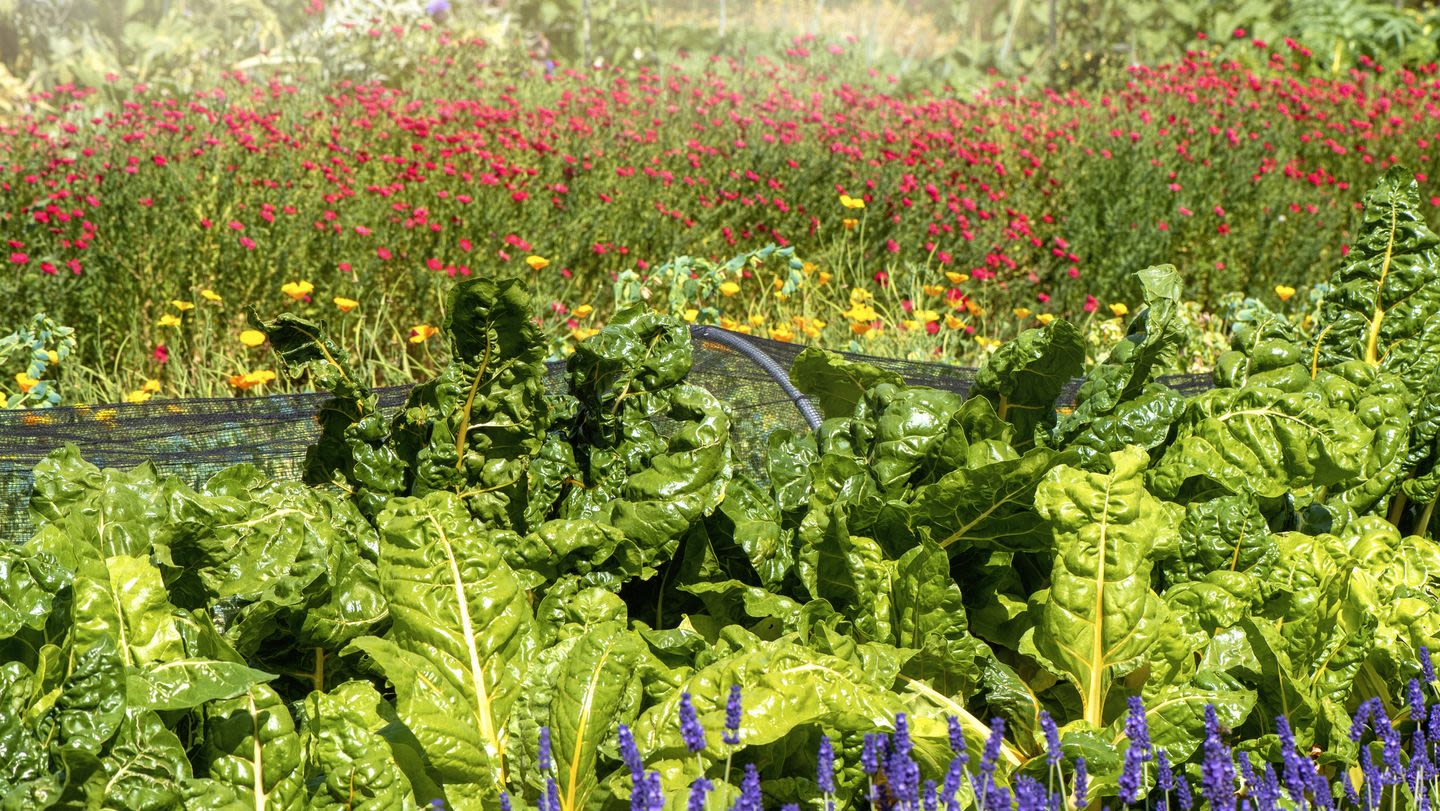 This Gardening Technique Keeps Pests Away Naturally