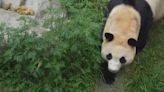 Returned ROK-born giant panda Fu Bao to meet Chinese public in June