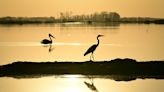 Reclaimed by floods, wildlife returns to Romania's Danube Delta