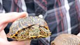 Ornate box turtles the focus of June's First Thursday Presentation