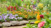 7 flower seeds to sow in July for bountiful blooms