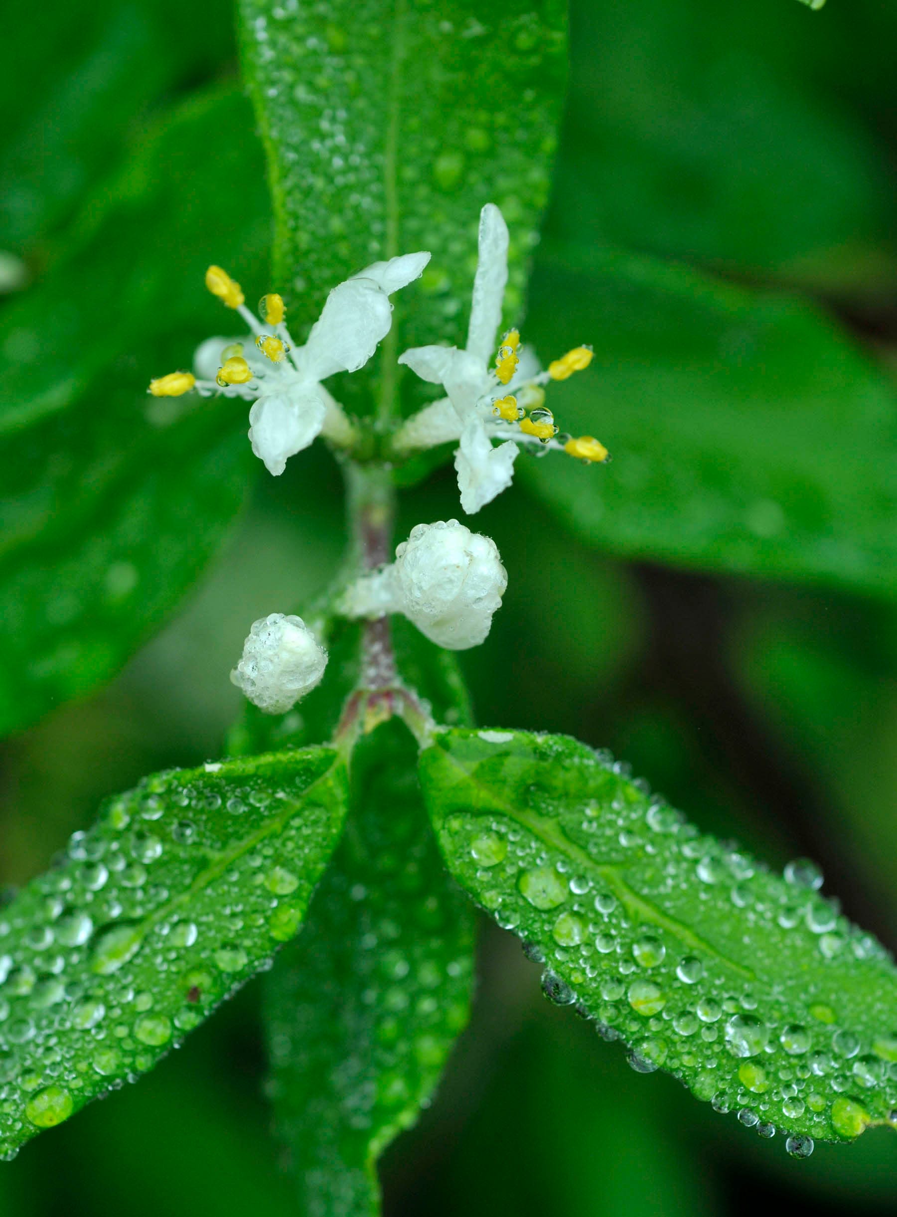 'The Cape Cod jungle': What you should know about invasive plants