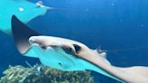 Surprising Discovery: Atlantic Cownose Rays in Bermuda Linked to Climate Anomaly