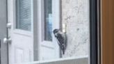 A woodpecker’s interest in a doorbell leads to headache for homeowner | CNN