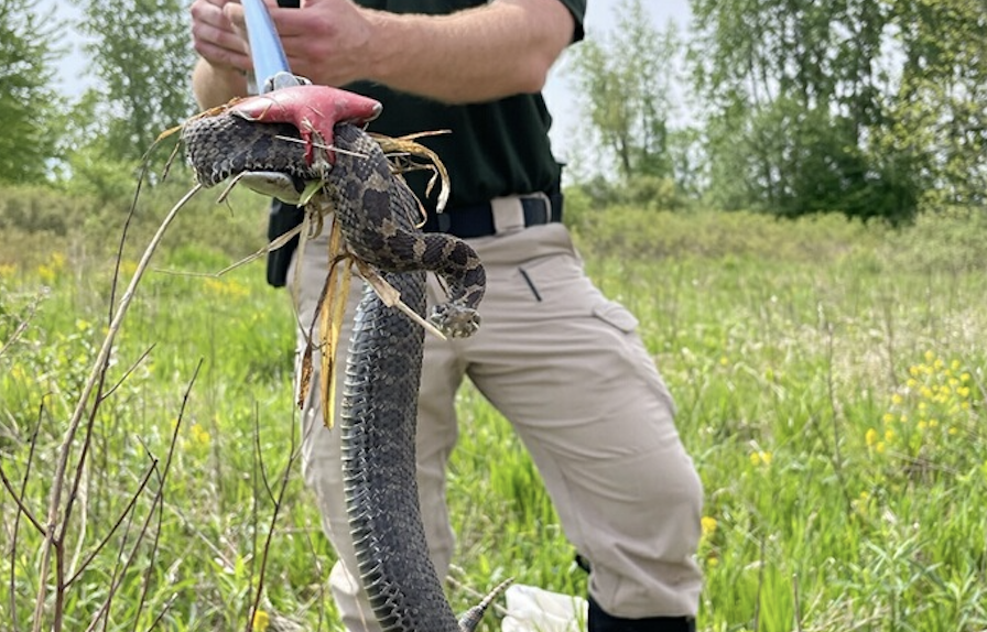 Rare "highly toxic" viper found in Ohio