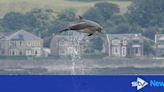 Dolphins spotted leaping out of water along River Clyde