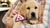 Coastal Pet takes lead in training pup for vision impaired people