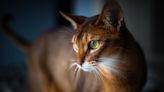 32 fun facts about Abyssinian cats