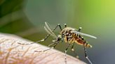 Cet inquiétant virus transmis par le moustique a été détecté en Espagne et en Italie