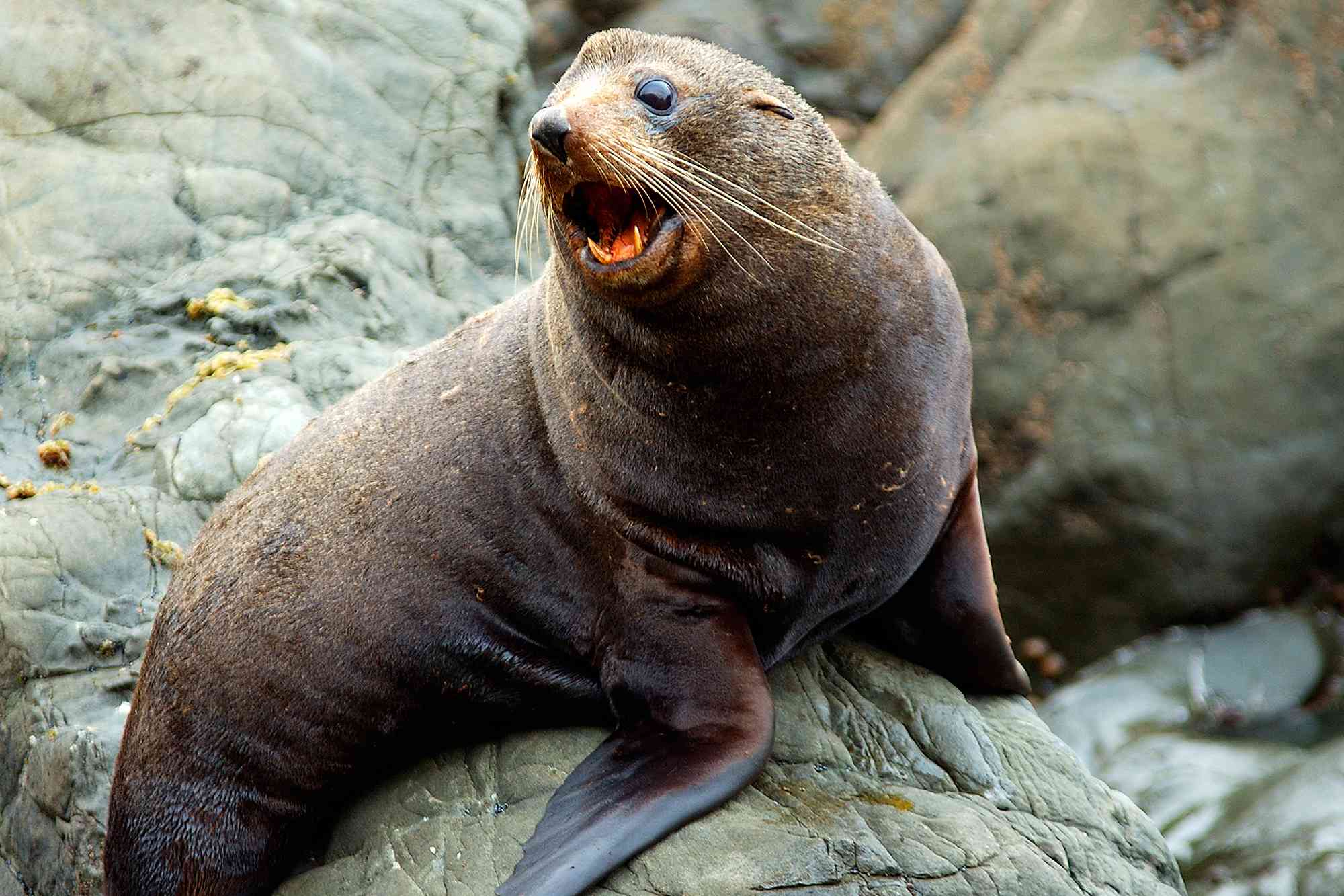 Cape Town Is Dealing with Rare Rabies Outbreak in Seal Population: 'We Think Quite a Few People Have Been Bitten'