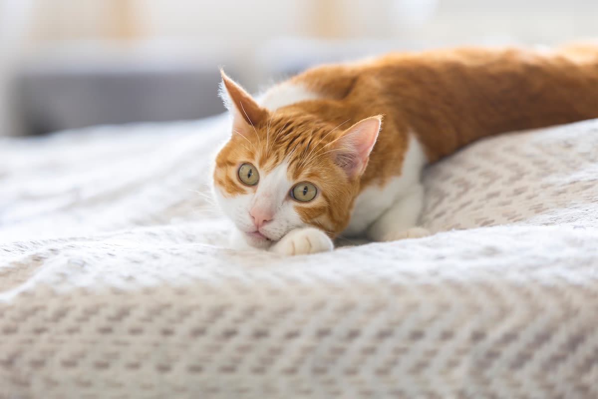 Orange Cat's Determination to Eat Stolen Baked Potato Has People Saying He Earned It