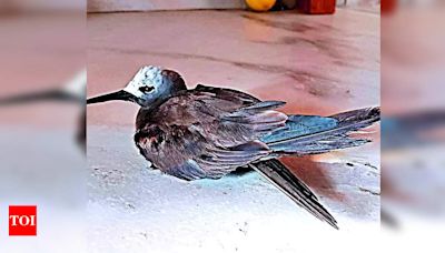 Rare Maldivian sea bird ‘Lesser Noddy’ spotted in Seawoods, dies | Navi Mumbai News - Times of India