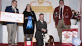 “Star” The American Bulldog Takes Home AKC Best in Show
