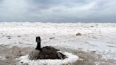 Canada goose frozen in wet sand rescued by firefighters. See the pics