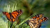 Western monarch butterflies overwintering in California dropped by 30% last year, researchers say