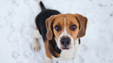 Rescued Lab Beagle's First Time Playing in Snow Brings All the Feels