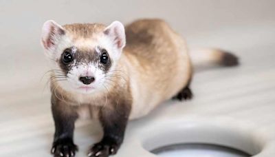 Two more endangered ferrets are gene copies of critter frozen in 1980s - East Idaho News