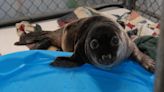 Seal rescue, rehabilitation center blames mild winter for increase in seal rescues