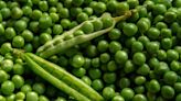 In search of world peas: Little legumes hold historical significance, fairy tale romance