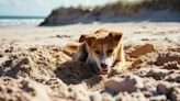 La tierna reacción de un perrito con discapacidad visual al visitar el mar por primera vez