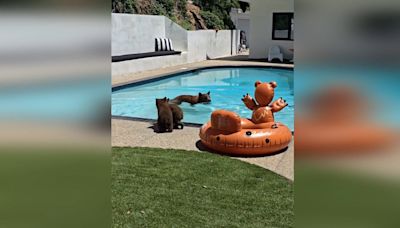 Family of bears take a swim, cool off in pool of Southern California home: Watch video