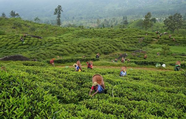 Sri Lanka's tea producers warn 70% wage hike will hit industry