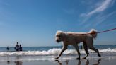 5 simple tricks to keep your pet safe in hot weather