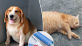 Hefty pets may benefit from Ozempic-style drugs, experts say