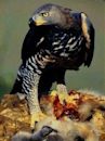 Crowned eagle