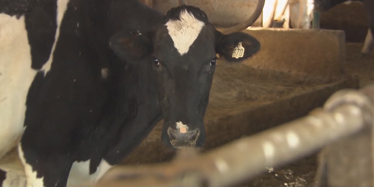 Wisconsin officials require Influenza A testing for cows