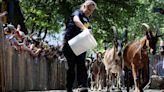 Goats released in New York City park to eat invasive weeds
