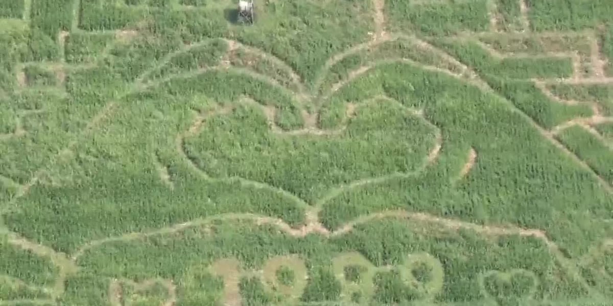 Corn maze shows off Taylor Swift-themed design