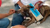 Aumenta en un 40 por ciento el abandono de perros y gatos en Morelia, advierte activista