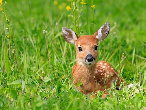 What do you do if you see a fawn alone?