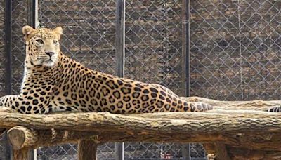 “Forest officials don’t hate animals”: SC on Raj order to kill man-eater leopard