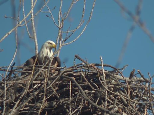 Bald eagle family at White Rock Lake has two new members