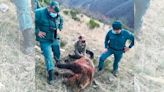 Dos años de cárcel y 17.500 euros de multa para el hombre que mató a un oso en Palencia