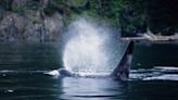 Orca calf refuses to leave a lagoon where its mother stranded and died off Vancouver Island