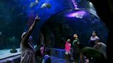 Owners of Dollywood, Ripley’s are interested in Virginia Aquarium, but foundation not on board