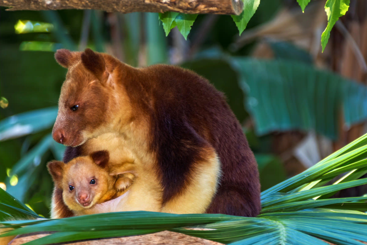 Rhode Island Zoo's Endangered Tree Kangaroo Is Taking the Internet By Storm