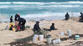 Tras paso del huracán 'Beryl' reportan saldo blanco también para las tortugas en Cancún