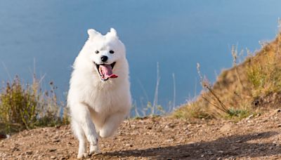 Precious Samoyed Has Glamorous Photo Shoot on Trip to Amalfi Coast