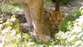 RAW VIDEO: Adorable Lion Cubs Take Their First Steps Outside Their Den