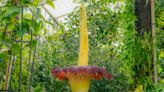 Rare corpse flower that stinks of rotting flesh blooms at Kew Gardens